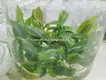 Youngplants | Wholesale pink princess seedling Suppliers 2