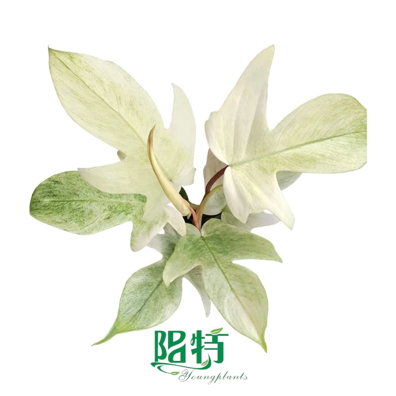 Youngplants Philodendron Florida Ghost Tissue Culture Plants Micropropagation Cuttings In Vitro Supply 1