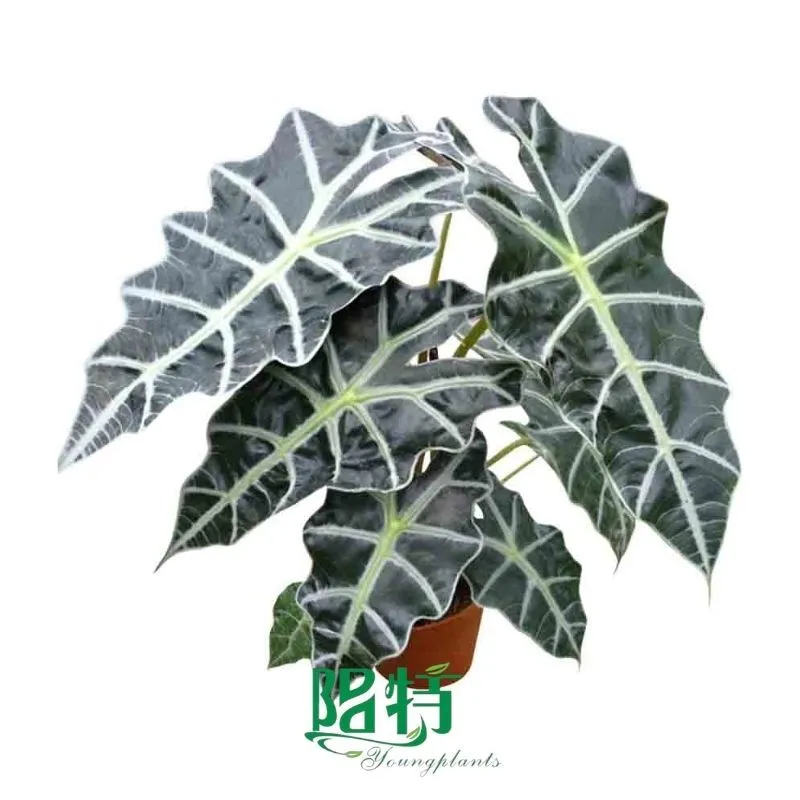 Foshan Youngplants | Alocasia sanderiana 'Dewarf Amazonica' Natural Live Plantlets Wholesale 1