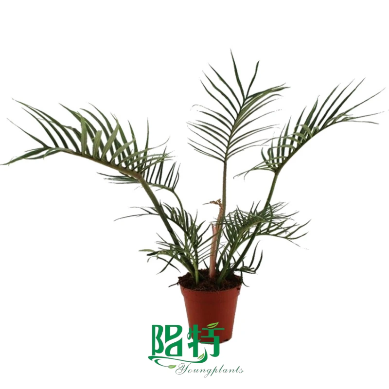 Foshan Youngplants - Philodendron tortum Tissue Culture Plants Micropropegation Cuttings In Vitro Supply 1