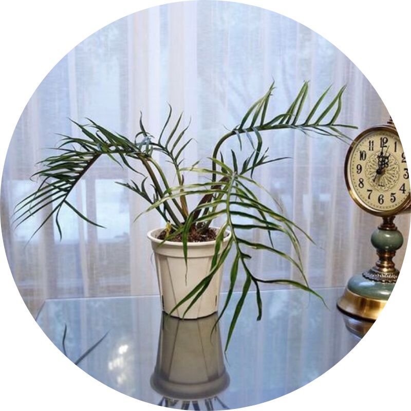 Foshan Youngplants - Philodendron tortum Tissue Culture Plants Micropropegation Cuttings In Vitro Supply 2