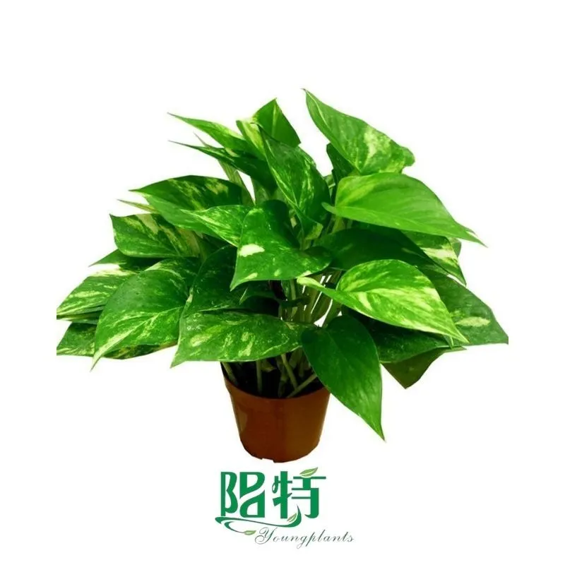Foshan Youngplants - Tissue Culture Plants Micropropegation Cuttings In Vitro Pothos Epipremnum aureum Jade 1