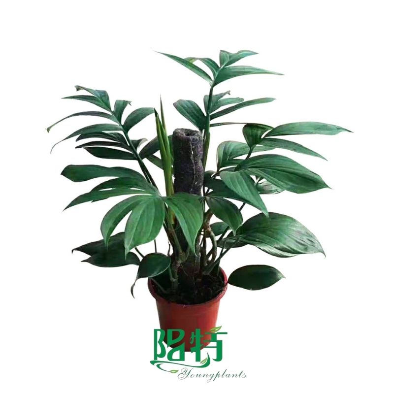 How To Own aglaonema watering For Free