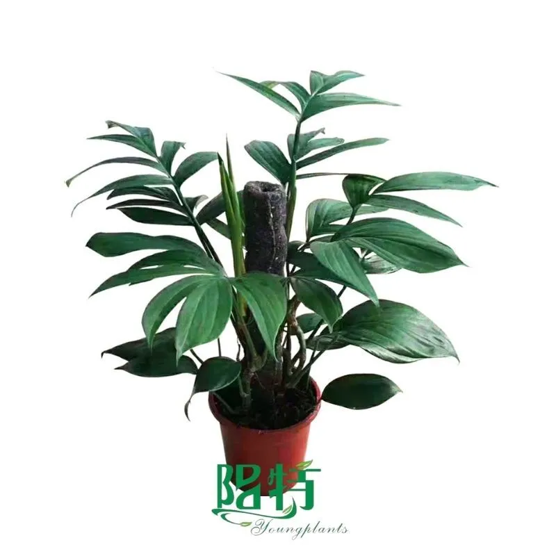 Foshan Youngplants - Tissue Culture Plants Micropropegation Cuttings In Vitro Pothos Epipremnum pinnatum 1