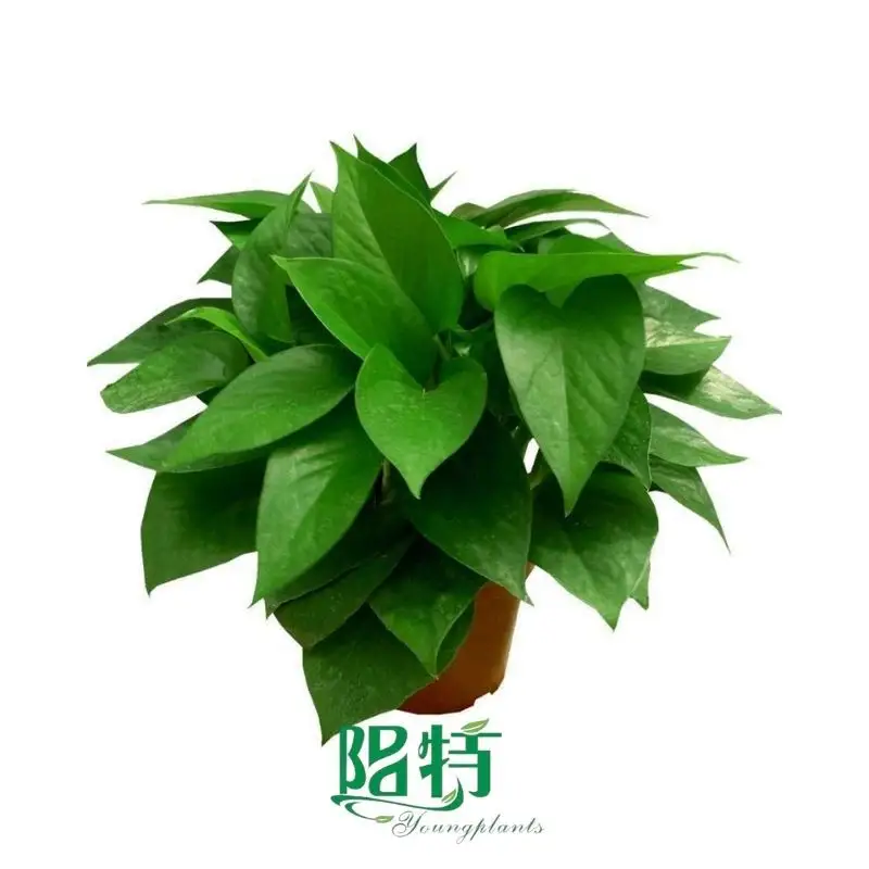 what is aglaonema ruby | Youngplants
