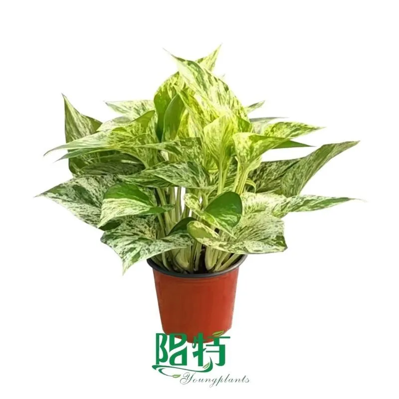 Foshan Youngplants - Tissue Culture Plants Micropropegation Cuttings In Vitro Pothos Epipremnum aureum Marble Queen 1