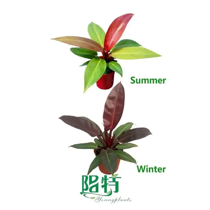 Fully Utilize aglaonema toxic to dogs To Enhance Your Business