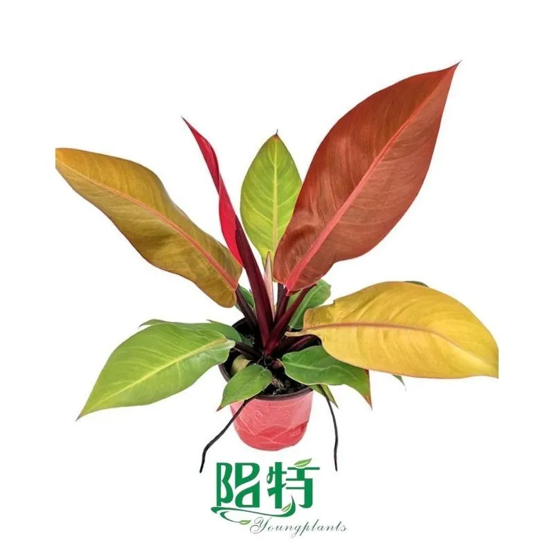 Foshan Youngplants - Tissue Culture Plants Micropropegation Cuttings In Vitro Supply Philodendron Princess of Orange 1
