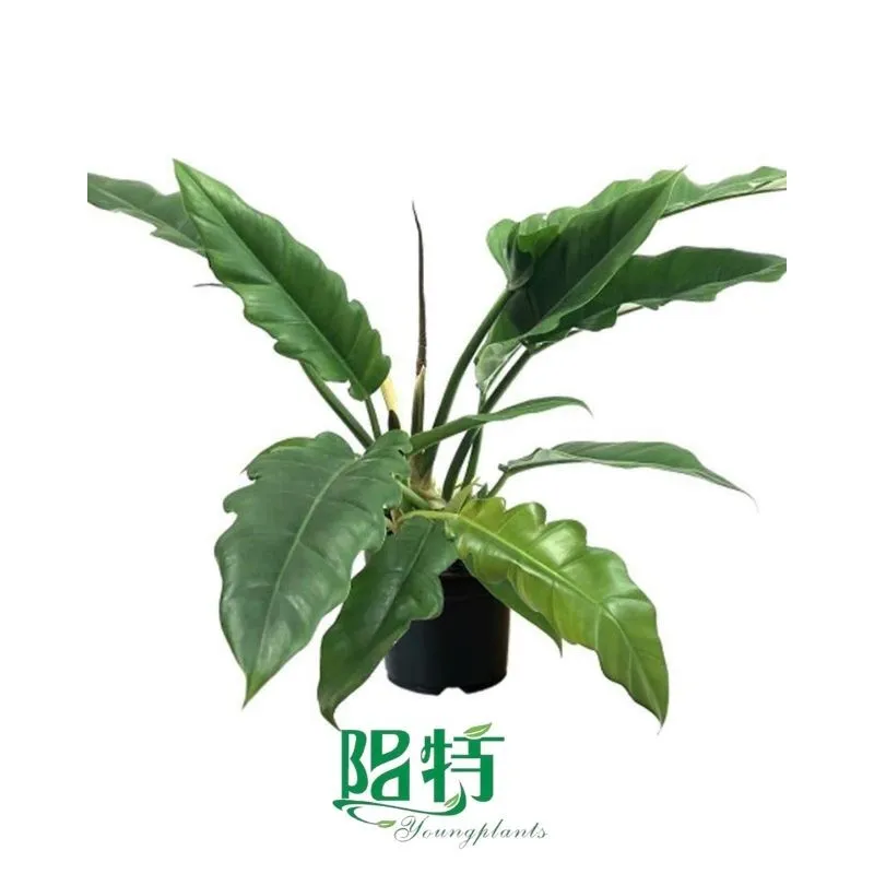 Foshan Youngplants - Tissue Culture Plants Micropropegation Cuttings In Vitro Supply Philodendron Narrow 1