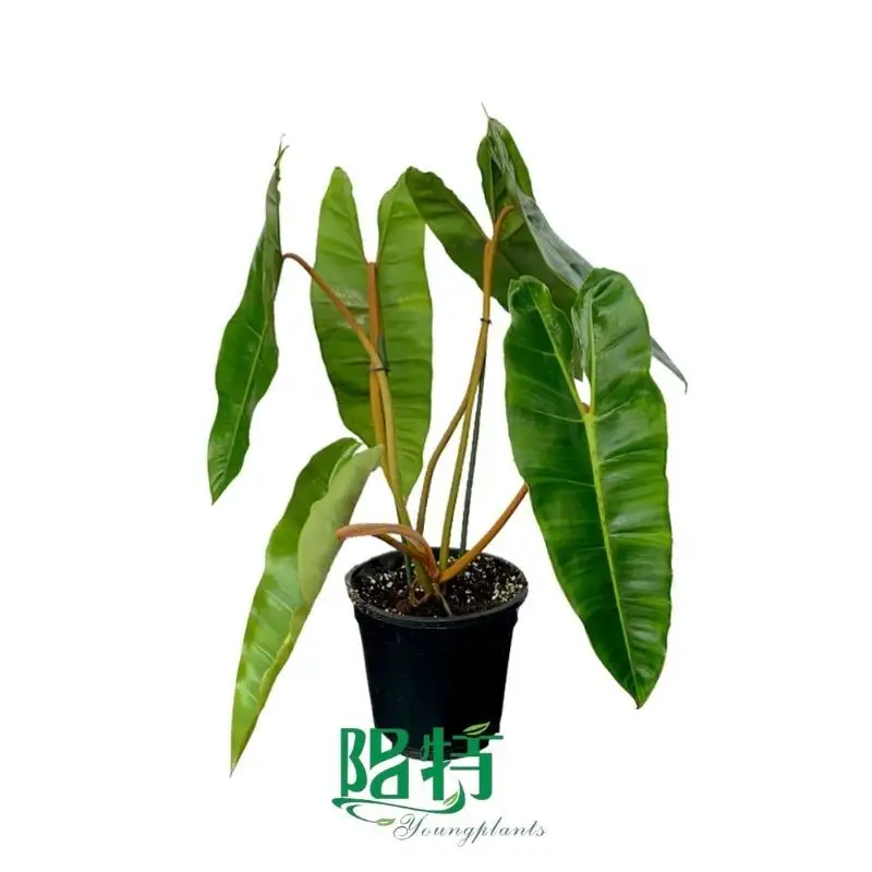Fully Utilize aglaonema pink varieties To Enhance Your Business