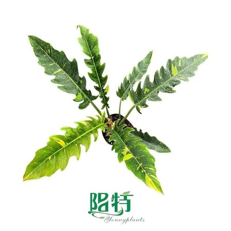 Foshan Youngplants - Philodendron Ring of Fire Variegata 1