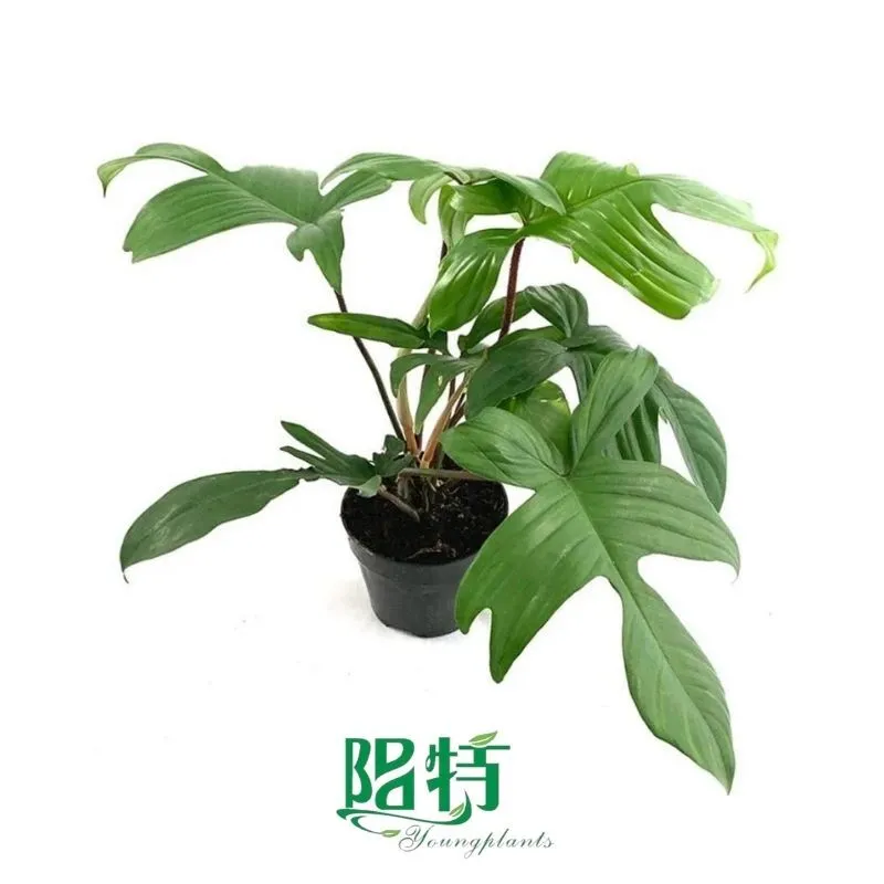 Foshan Youngplants - Tissue Culture Plants Micropropegation Cuttings In Vitro Supply Philodendron Florida 1