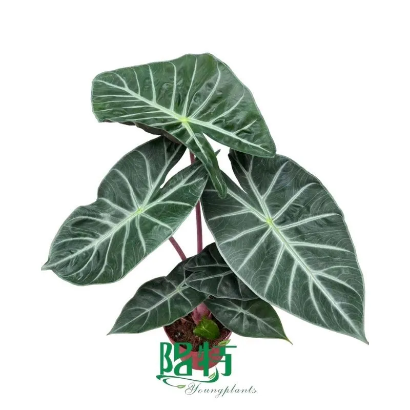 Foshan Youngplants - Alocasia 'Nairobi Nights' Tissue Culture Plants Micropropegation Cuttings In Vitro Supply 1