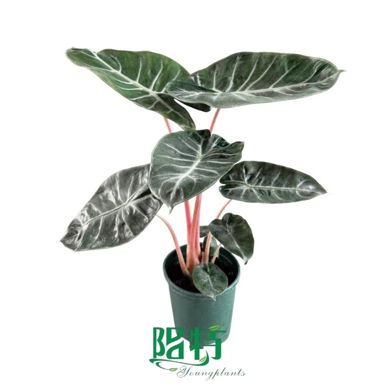 Alocasia Tissue Culture: Sustainable Plant Health and Diversity 6