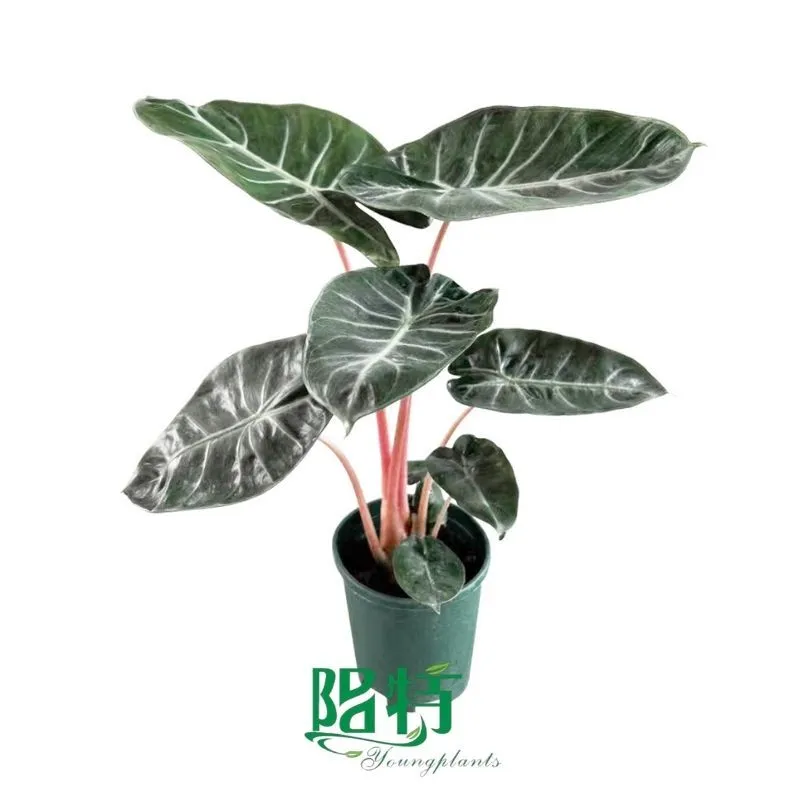 Foshan Youngplants -  Tissue Culture Plants Micropropegation Cuttings In Vitro Supply Alocasia longiloba 'Pink Dragon' 1