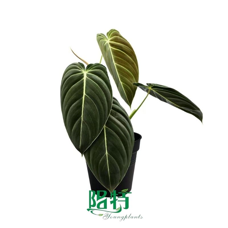 Here's What People Are Saying About chinese evergreen dying