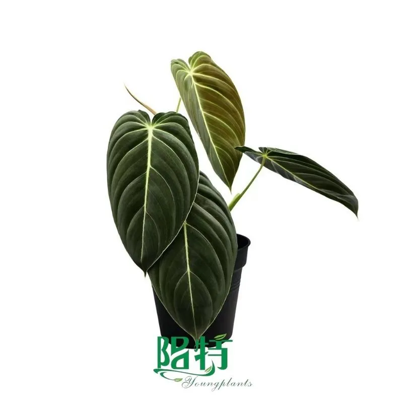 Foshan Youngplants - Tissue Culture Plants Micropropegation Cuttings In Vitro Supply Philodendron Melanochrysum 1