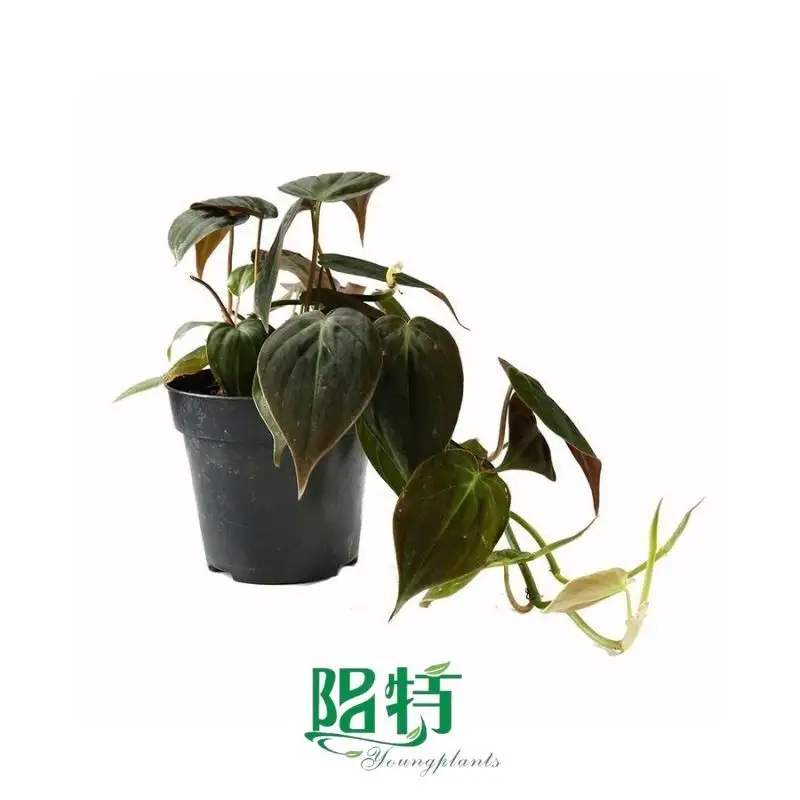 The Reasons Why We Love aglaonema varieties with names and pictures