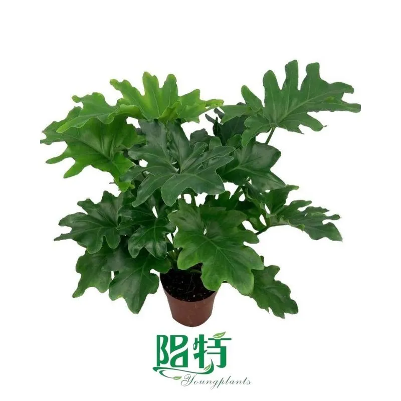 Foshan Youngplants - Tissue Culture Plants Micropropegation Cuttings In Vitro Supply Philodendron Hope 1