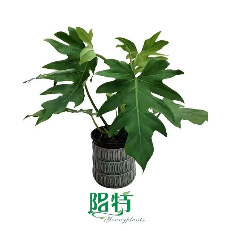 Foshan Youngplants - Philodendron Mayoi Tahiti Tissue Culture Plants Micropropegation Cuttings In Vitro Supply 1