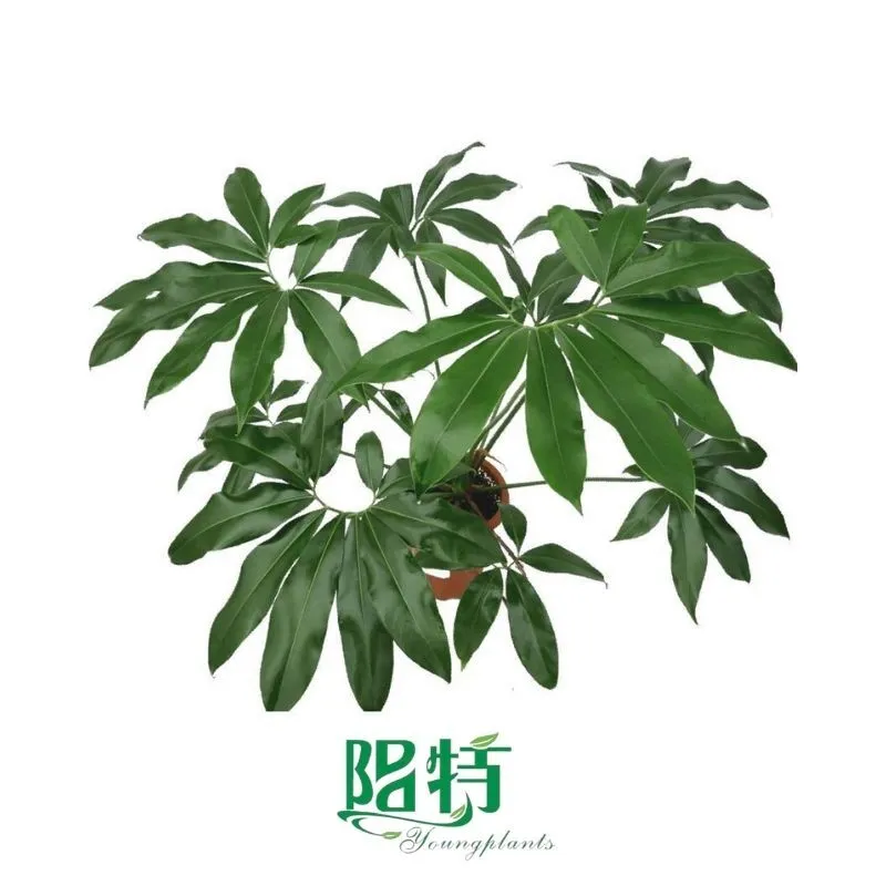 Foshan Youngplants - Tissue Culture Plants Micropropegation Cuttings In Vitro Supply Philodendron goeldii  1