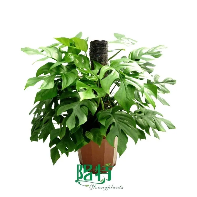 Foshan Youngplants - Tissue Culture Plants Micropropegation Cuttings In Vitro Supply Philodendron minima 1