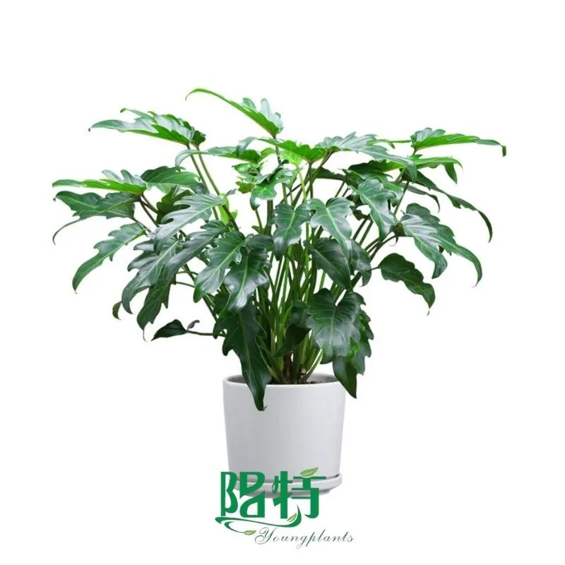Foshan Youngplants - Tissue Culture Plants Micropropegation Cuttings In Vitro Supply Philodendron selloum 'Xanadu' 1