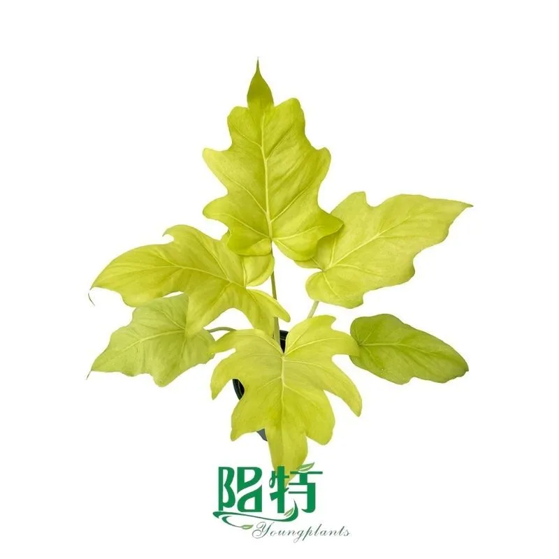 Foshan Youngplants - Philodendron Warscewiczii Flavum Tissue Culture Plants Micropropegation Cuttings In Vitro Supply 1