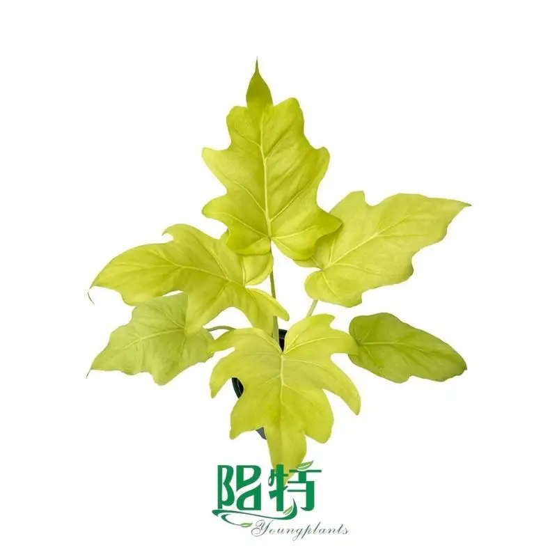 chinese evergreen indoor plant | Youngplants