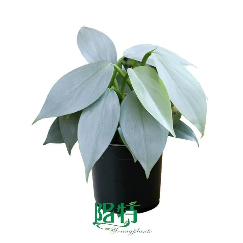 Foshan Youngplants - Tissue Culture Plants Micropropegation Cuttings In Vitro Supply Philodendron hastatum 1