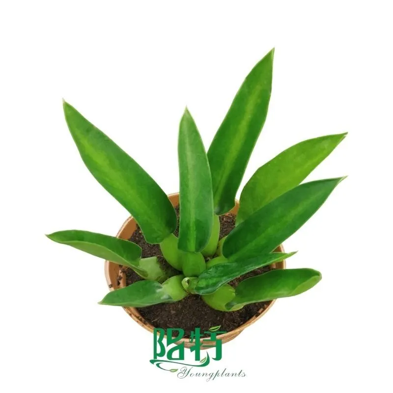 Foshan Youngplants - Tissue Culture Plants Micropropegation Cuttings In Vitro Supply Philodendron  martianum (cannifol) 1