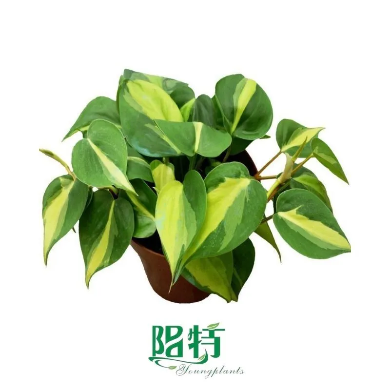 Foshan Youngplants - Tissue Culture Plants Micropropegation Cuttings In Vitro Supply Philodendron Brazil 1