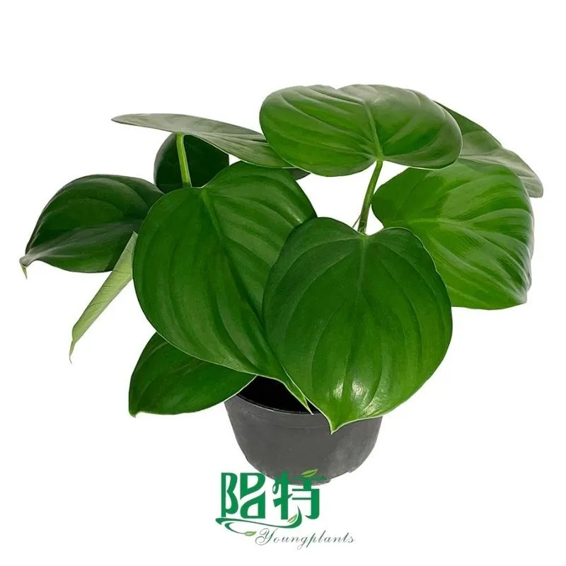 Foshan Youngplants - Philodendron pittieri Tissue Culture Plants Micropropegation Cuttings In Vitro Supply 1