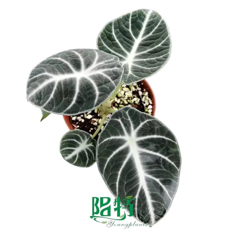 Foshan Youngplants | Alocasia reginula 'Ninja' Tissue Culture Plants In Vitro Supply 1
