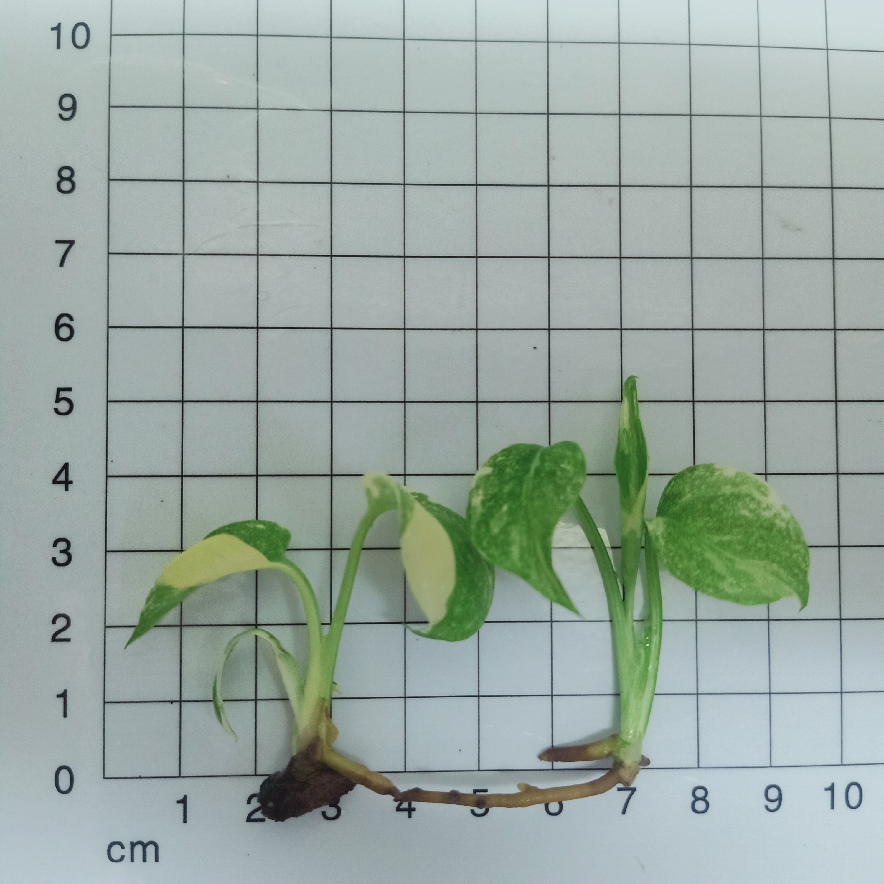 Foshan Youngplants | Monstera deliciosa 'Thai Constellation' Rooted Plant Plugs Seedlings Indoor/Outdoor Variegated 2