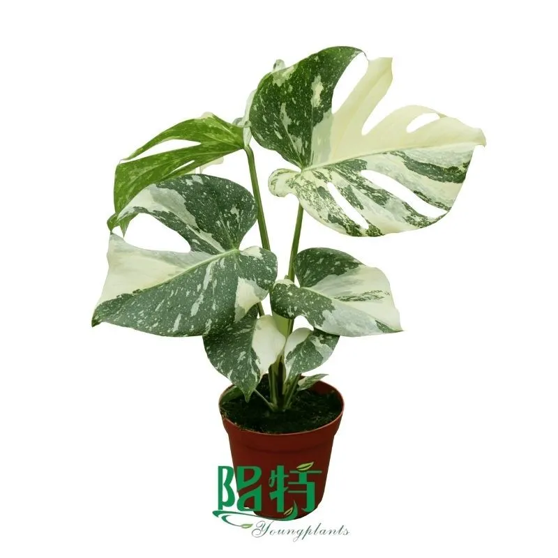 Foshan Youngplants | Monstera deliciosa 'Thai Constellation' Rooted Plant Plugs Seedlings Indoor/Outdoor Variegated 1