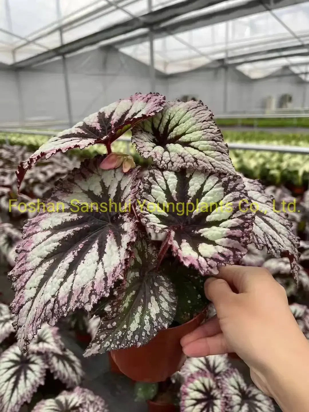 Begonia Fireworks: Advanced Technology Import Plant for Flower & Gardening 6