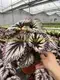 Begonia Fireworks: Advanced Technology Import Plant for Flower & Gardening 6