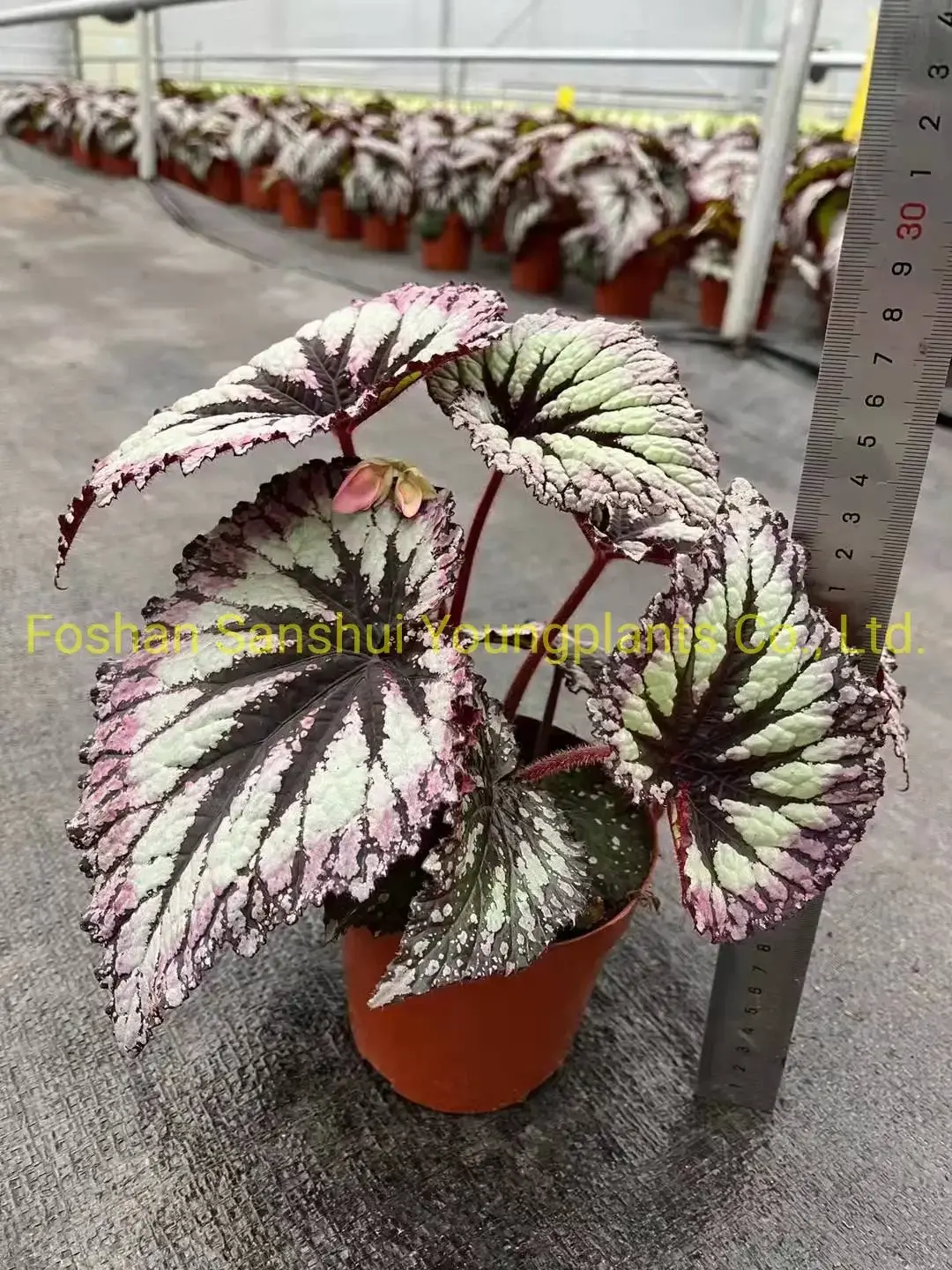 Begonia Fireworks: Advanced Technology Import Plant for Flower & Gardening 3