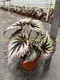 Begonia Fireworks: Advanced Technology Import Plant for Flower & Gardening 3