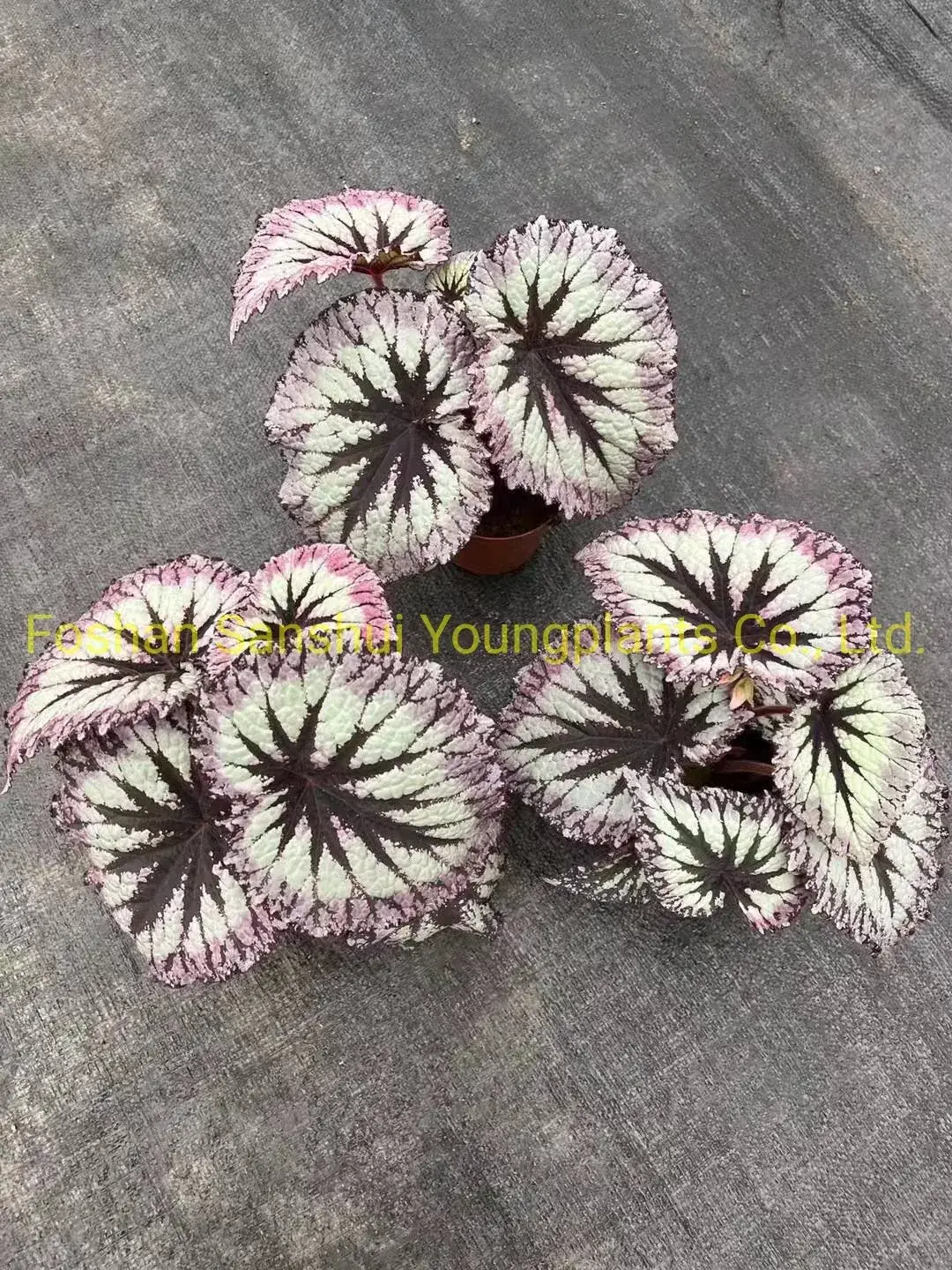 Begonia Fireworks: Advanced Technology Import Plant for Flower & Gardening 5