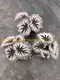 Begonia Fireworks: Advanced Technology Import Plant for Flower & Gardening 5