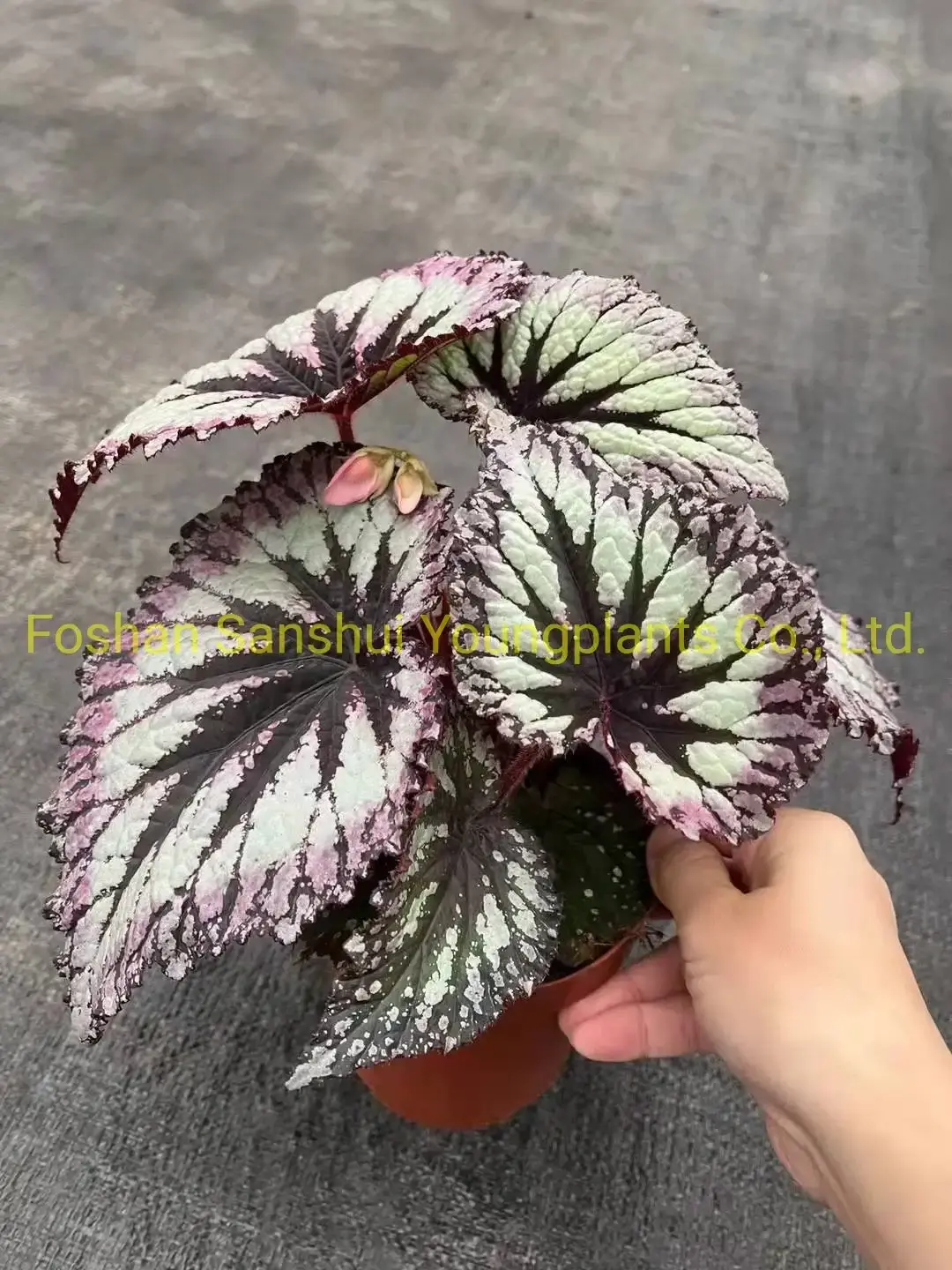 Begonia Fireworks: Advanced Technology Import Plant for Flower & Gardening 7