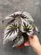Begonia Fireworks: Advanced Technology Import Plant for Flower & Gardening 7