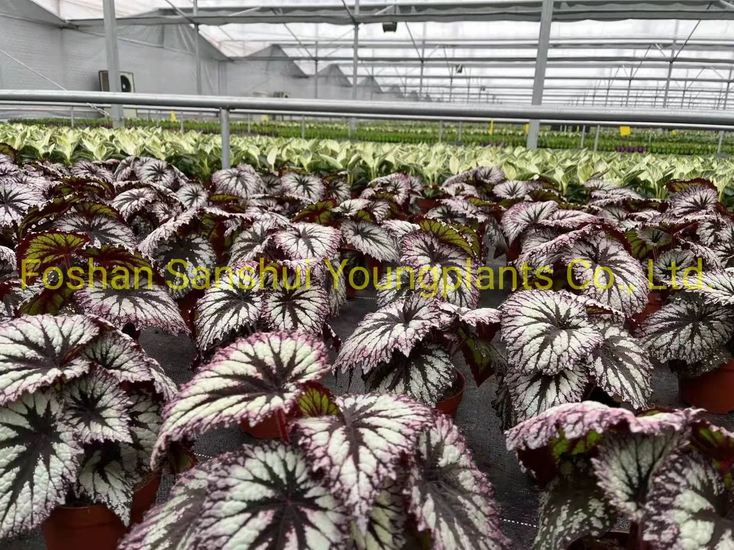 begônia de interior | Plantas jovens 8