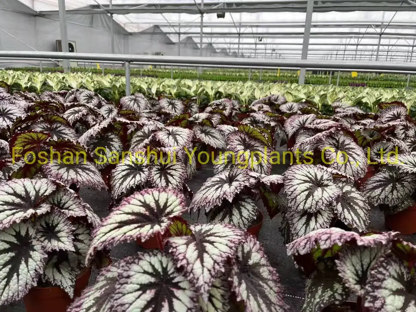 Begonia Fireworks: Advanced Technology Import Plant for Flower & Gardening 4