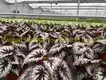 Begonia Fireworks: Advanced Technology Import Plant for Flower & Gardening 4