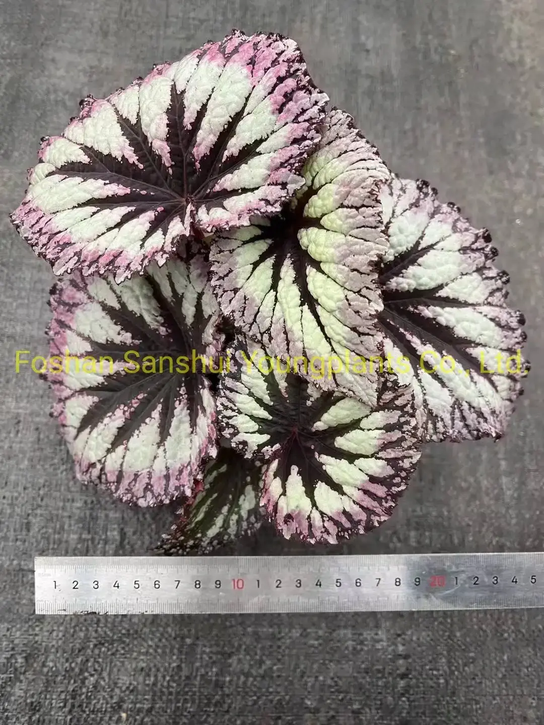 Begonia Fireworks: Advanced Technology Import Plant for Flower & Gardening 2