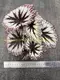 Begonia Fireworks: Advanced Technology Import Plant for Flower & Gardening 2