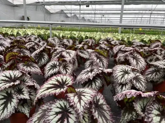 Foshan Youngplants - Begonia Fireworks Begoniaceae Family Import Plant From China Begoniaceae 1